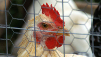 US trade representative have asked the World Trade Organisation to step in as the EU continues to restrict US poultry imports