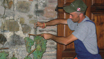 Setting up grapes to dry out for a traditional Italian dessert wine