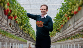 David Keeling among the first Irish strawberries, at Keelings, St Margarets, Co.Dublin