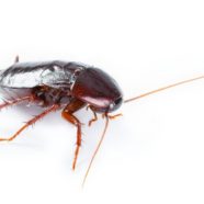 Highest number of cockroach infestations in Ireland over a decade ...